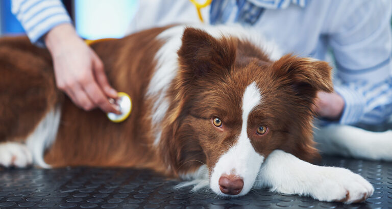 Preventive Examination in Dogs: The Most Important Check-ups