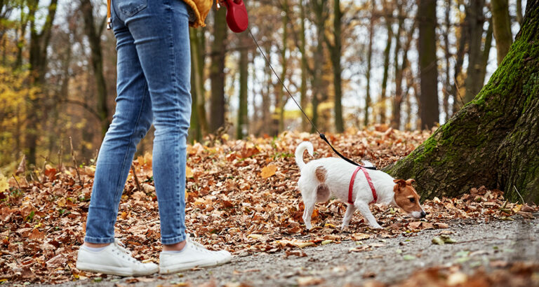 Puppy Doesn’t Want to Go for a Walk – Causes and Solutions