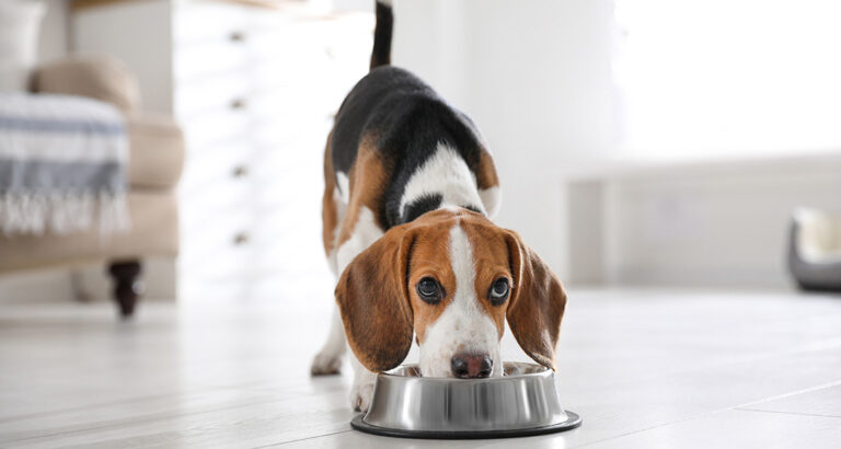 Puppy Nutrition: How Often Should Puppies be Fed?