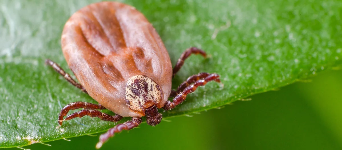 Tick Bite in Dogs