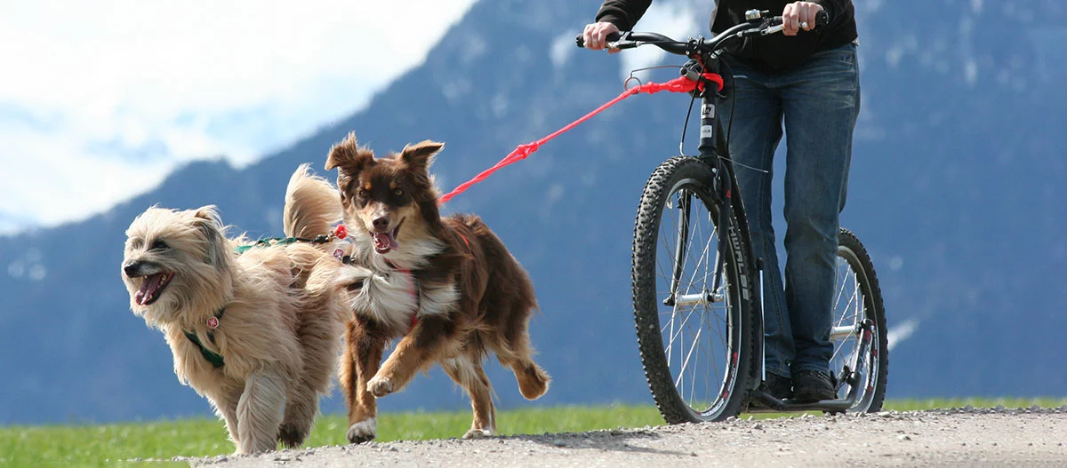 Sled Dog Sports