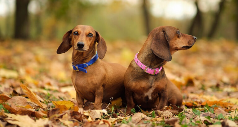 Recognizing and Treating Dachshund Paralysis