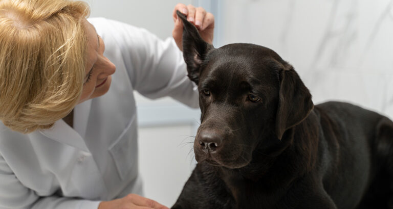 Recognizing and Treating Ear Infections in Dogs