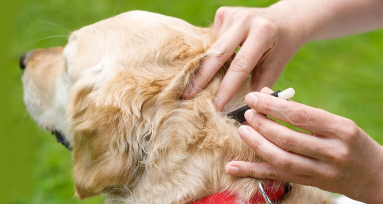 Removing Ticks from Dogs: What You Should Know