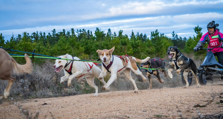 Sled Dog Sports – Tips & Commands for Thrilling Rides