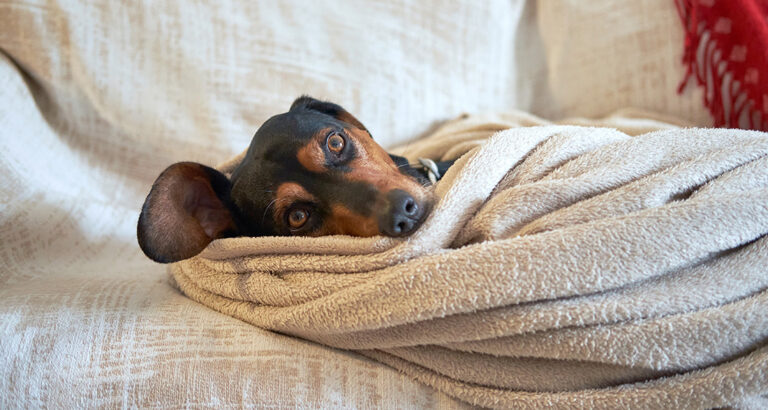 Sore Throat in Dogs: These Home Remedies Help