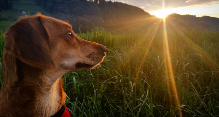 Sunburn in dogs: prevent, recognize, and treat – the best tips