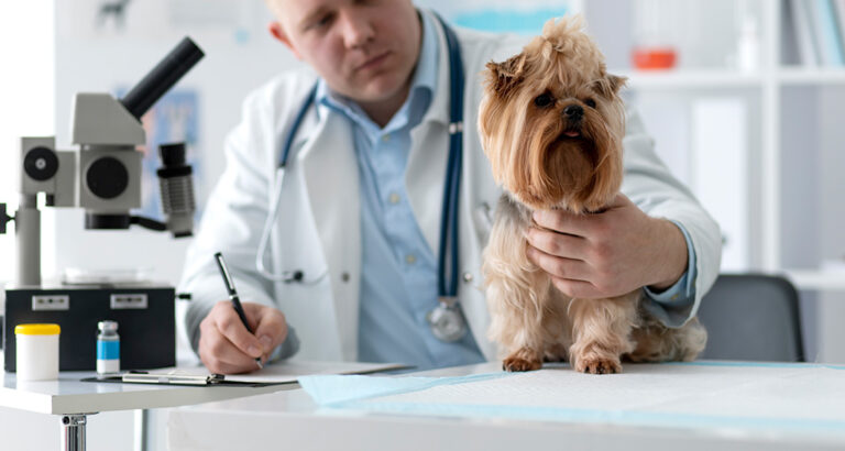 Tapeworms in Dogs: Recognition & Treatment