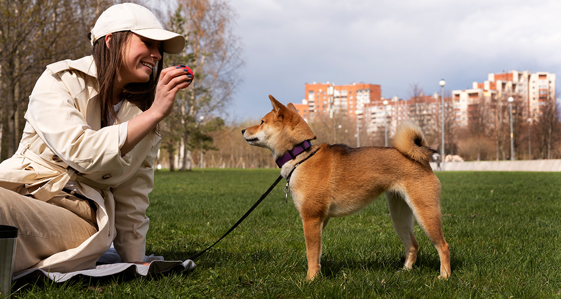 Teaching Puppy Commands: What to Consider