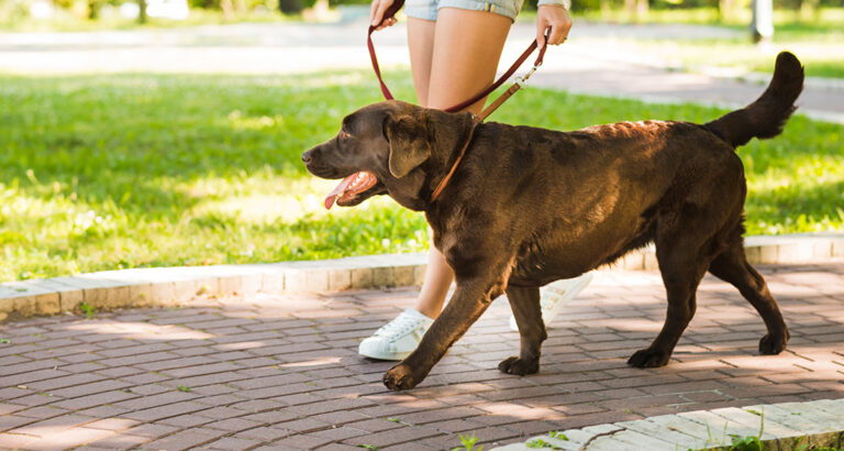 Teaching Your Dog the “Heel” Command