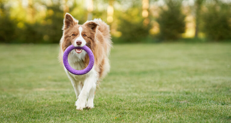 Teaching Your Dog to Retrieve: Tips