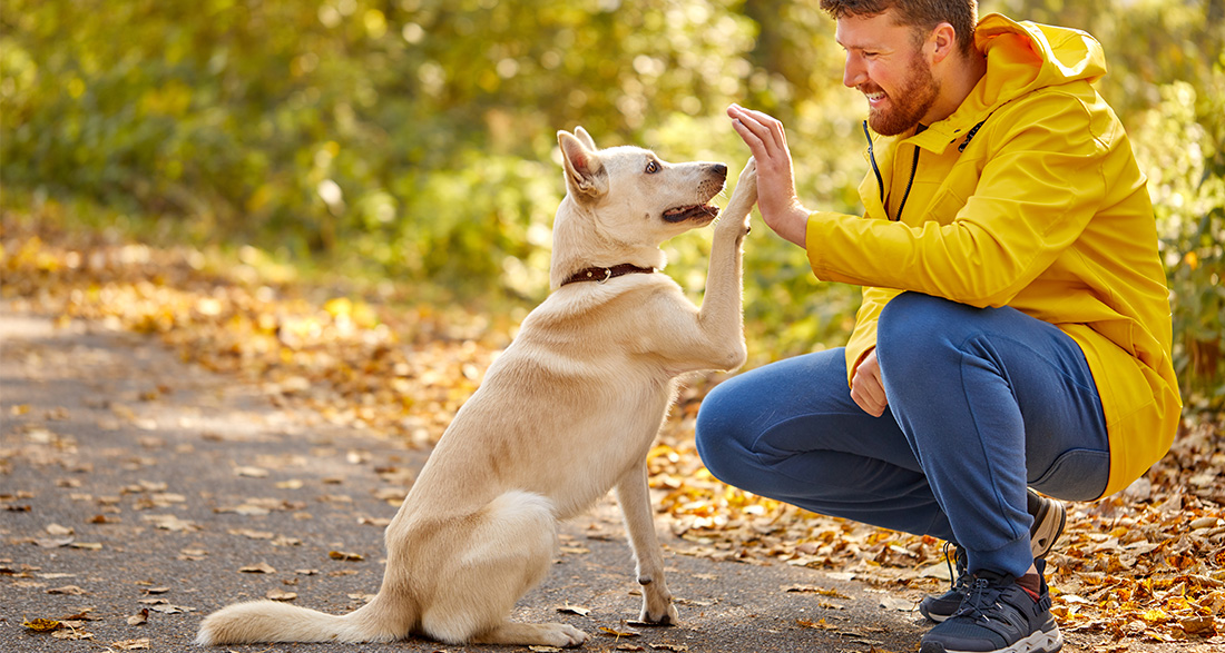 The Basic Dog Commands – Everything You Need To Know