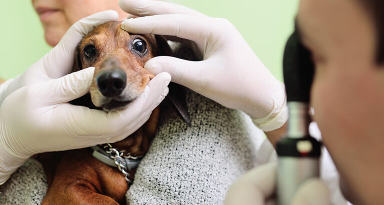 The Most Common Eye Diseases in Dogs