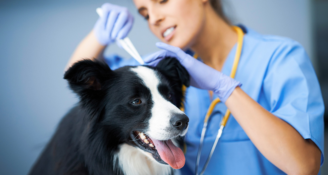 Tick Bite in Dogs – How to Respond Appropriately