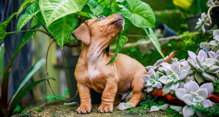 Toxic Plants for Dogs – Danger Lurks Here!