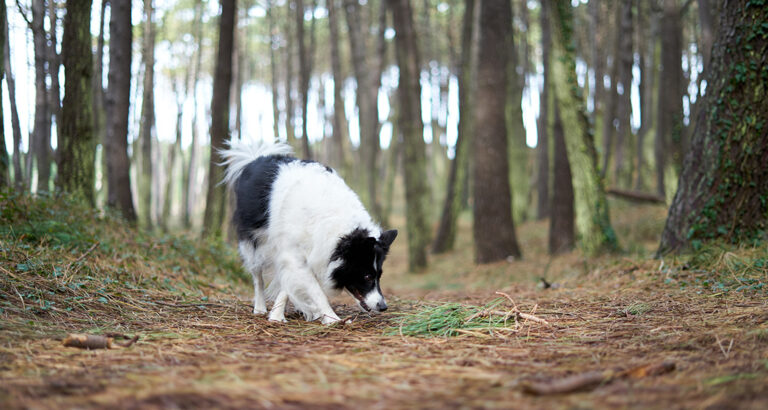 Tracking Work for Dogs – Successful scent search