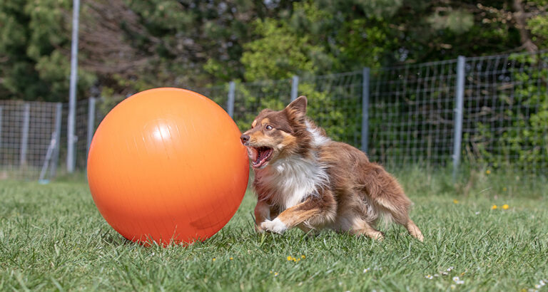 Her’s How to Do Treibball for Active Dogs!