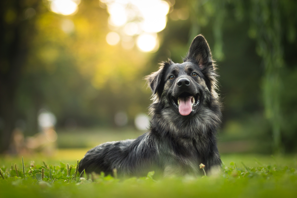 Vestibular Syndrome in Dogs