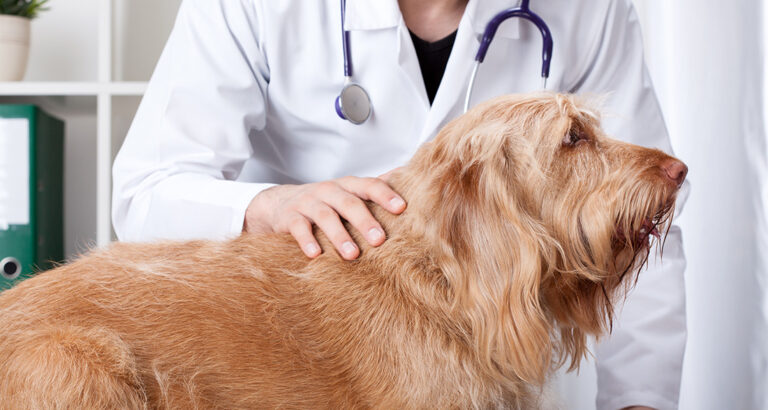 Vomiting in Dogs: Causes and Treatment