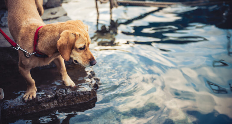 Water Tail in Dogs: How It Happens and What You Can Do