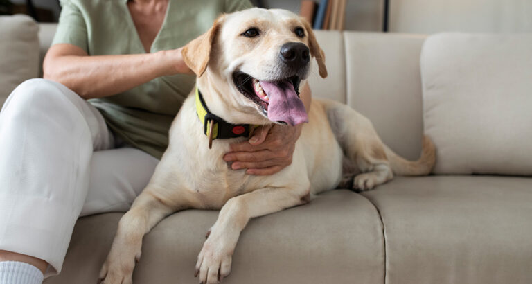 What do old dogs need? Tips for everyday life with a senior dog