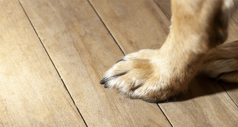 What to Do When Your Dog Is Limping?