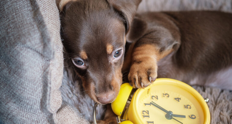 When is the Right Time for a New Pet?