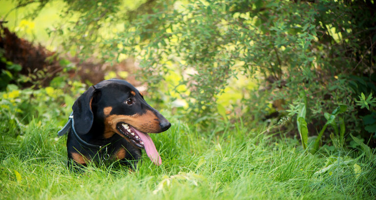 Why Does My Dog Eat Grass?