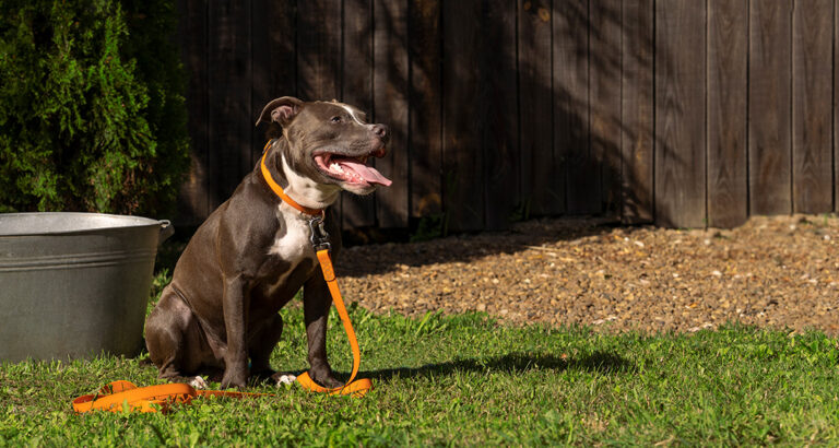 Why Is My Dog Scooting His Butt on the Ground?