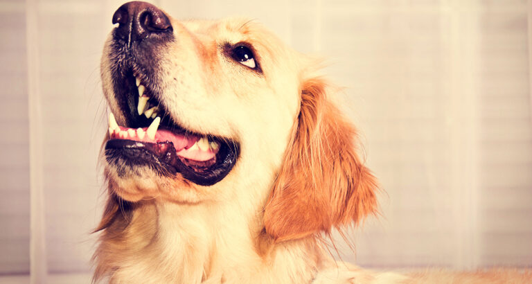 Your Dog Smacks a Lot? What’s Behind It!