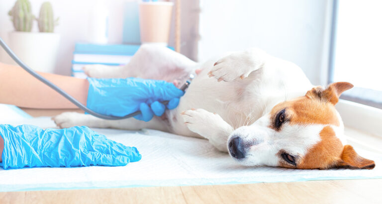 Your Dog is Pregnant – What Now?