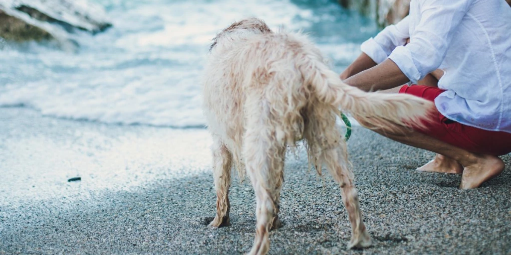 How to Teach Your Dog to Swim