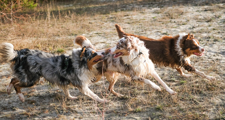 Bullying Among Dogs: When Fun Turns Serious