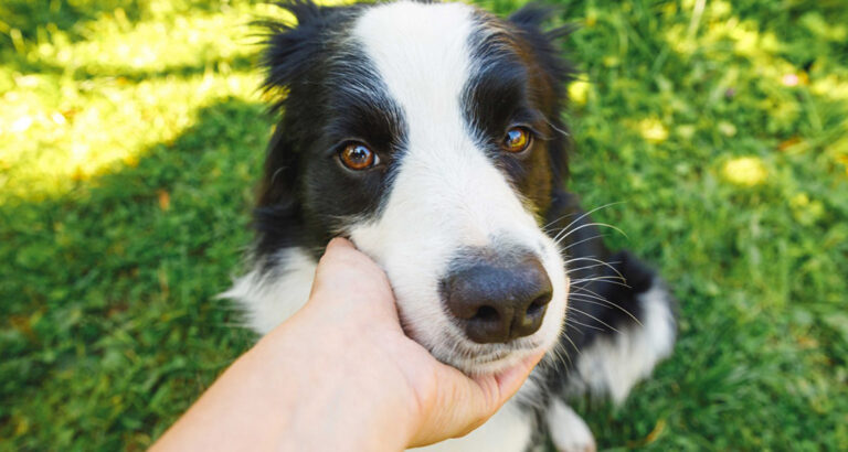 How to Train Your Dog to Chin Rest