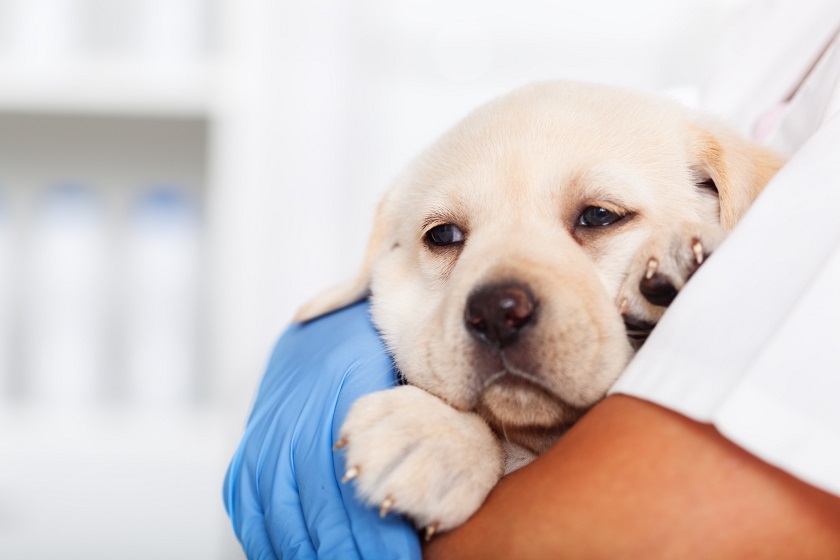 Parvovirus in Dogs