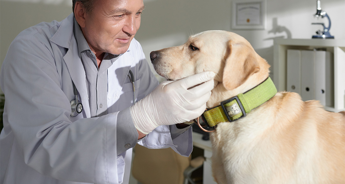 Hypothyroidism in Dogs: Signs & Treatment Options