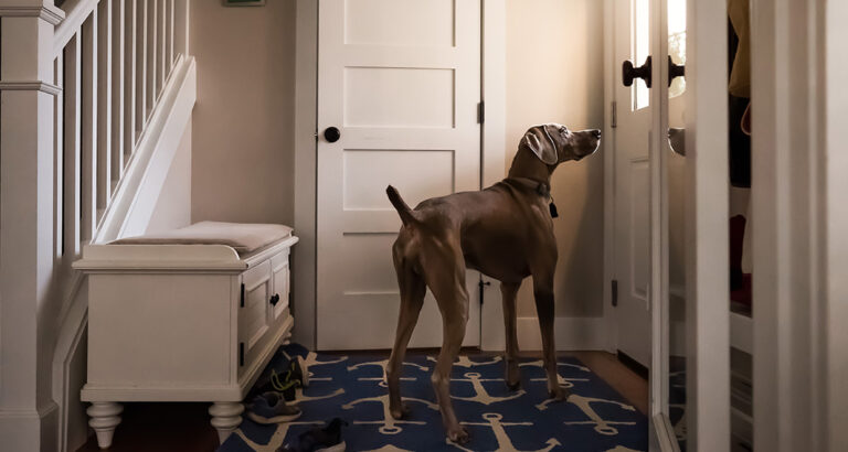 How to Teach Your Dog the “Close the Door” Trick