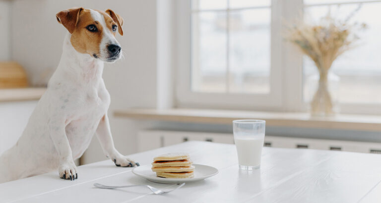 Can Dogs Drink Milk?