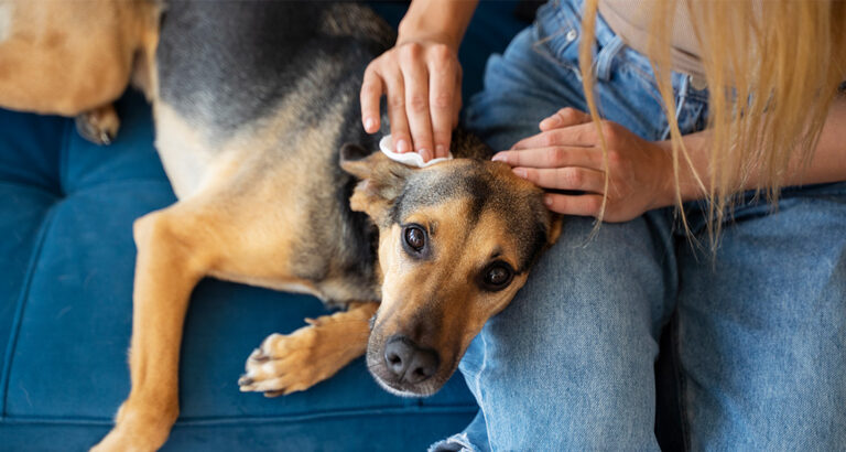 Warts in Dogs: Everything About Skin Growths