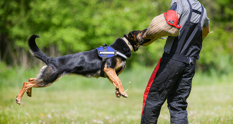 How Dangerous is a Dog Bite