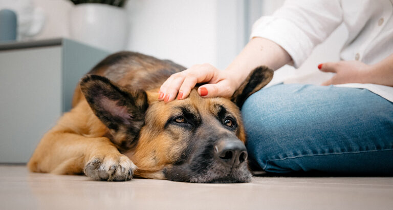 Poisoning in Dogs: What are the Types and How Can I Recognize Them?