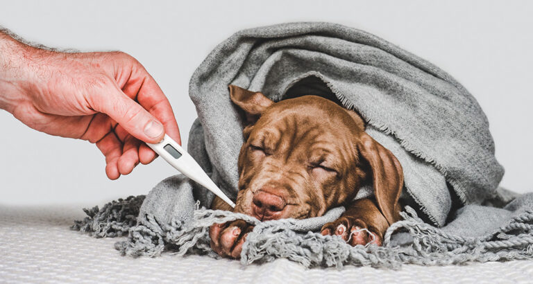 Recognizing and Treating Fever in Dogs: What Dog Owners Should Know