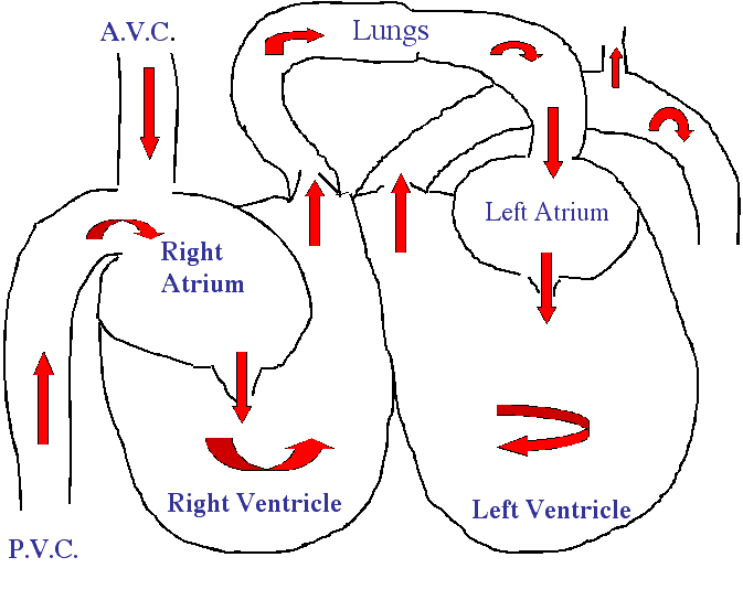 Heart Cough in Dogs