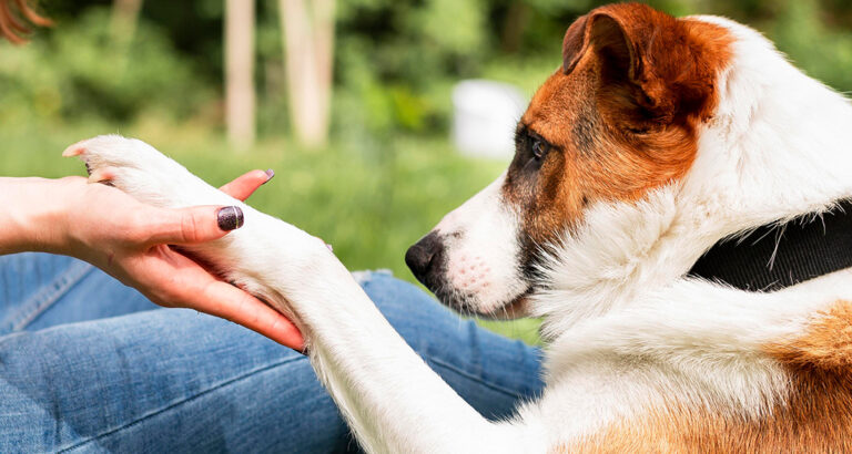 How to Train Your Dog to Shake Hands