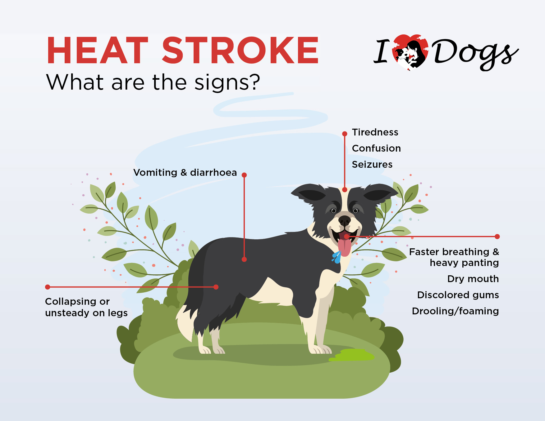 Heatstroke in Dogs