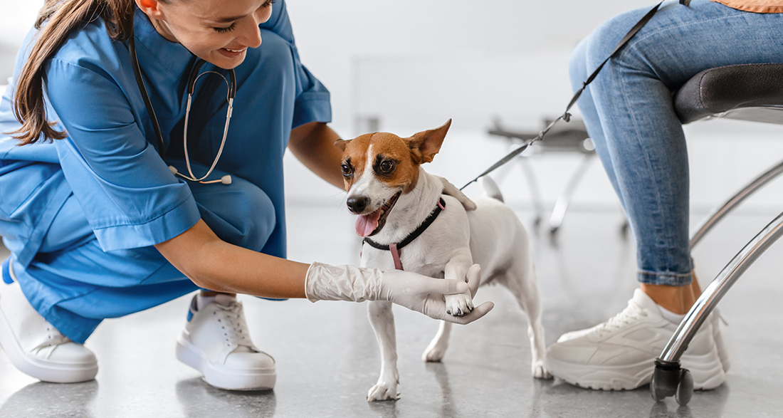 Caution, Inflammation: Arthritis in Dogs