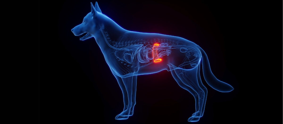 Splenic tumor in dogs