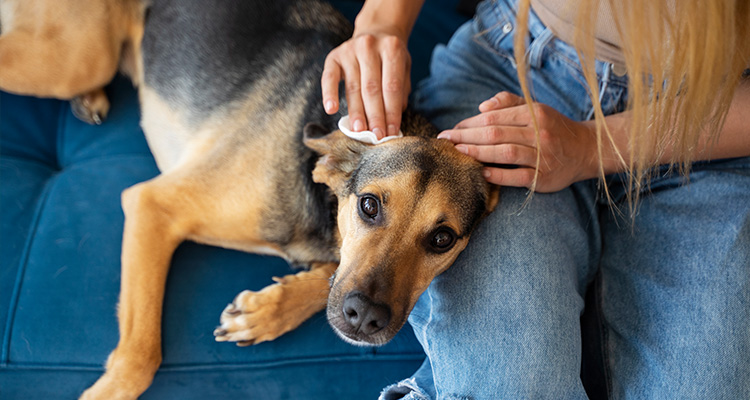 Mites in Dogs