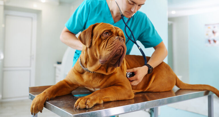 Parvovirus in Dogs: Important Information about the Infection