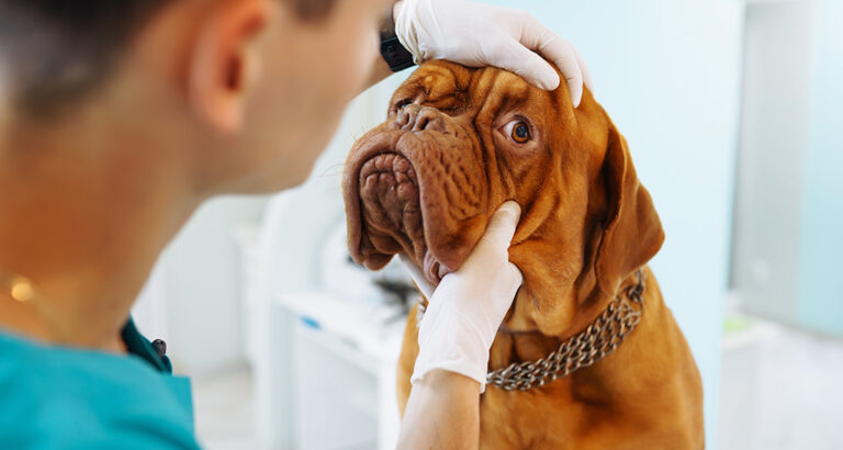 Poisoning in Dogs: How to Help Your Four-Legged Friend